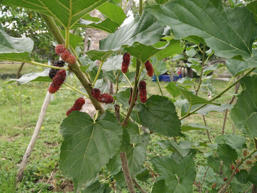 Lilawalai Resort Nong Nam Daeng Zewnętrze zdjęcie